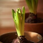 bulb, hyacinth, flowers-7858453.jpg